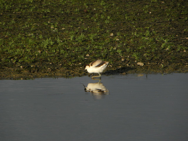 Recurvirostra avosetta (Pied Avocet / Kluut)