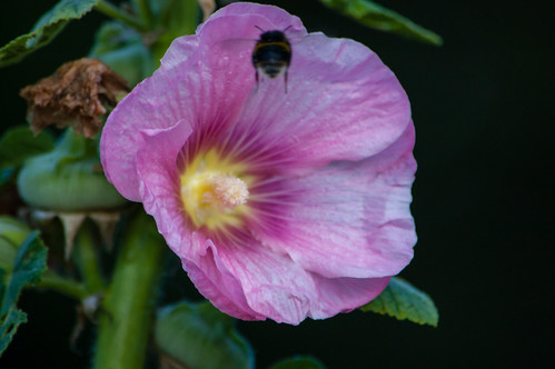 Bumblebee in a hollyhock