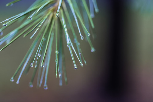 100mm 2013 august mabrycampbell maine newengland us usa united unitedstates unitedstatesofamerica bokeh colorful commercialphotography dew droplets editorialphotography fineartphotography green image intimatelandscape leaves macro morning nature northeastus northeastunitedstates photo photograph photography pine pineneedles water f28 august92013 201308090h6a4743 ¹⁄₁₀₀sec 400 ef100mmf28lmacroisusm fav10 fav20 fav30