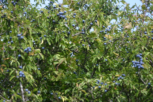 SWC 185 October 6th 2013 blue with sloes 
