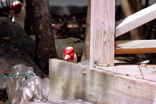 Peek-A-Boo | by Craig's-Korner