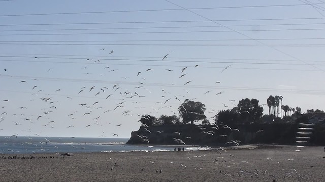 MVI_4158 terns flying santa barbara beach 25s