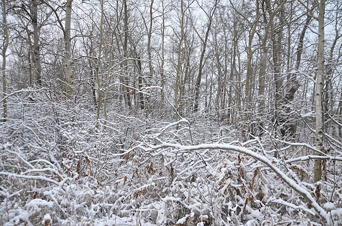 november schnee autumn trees snow canada weather day herbst manitoba bäume wetter grunthal pwwinter