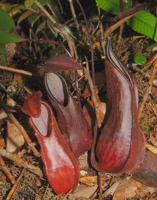 Pitcher Plants (Nepenthes tentaculata), Mount Kinabalu National Park, Sabah, Borneo, Malaysia