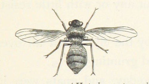 Splices Insects INSECTS | Flickr