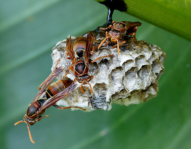 Australian paper wasp.