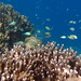 Coral &amp; Fish (Black-axil Chromis /(Chromis atripectoralis)