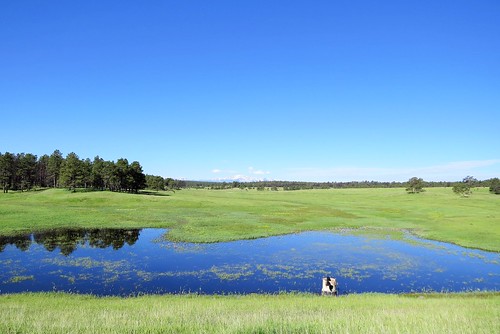 pond colorado blackforest pikespeak nationalaudubonsociety kiowacreeksanctuary