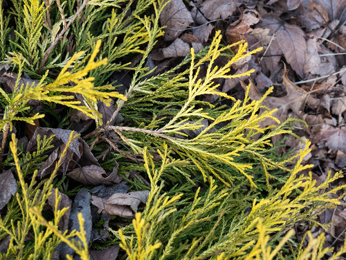 Chamaecyparis pisifera 'Lemon Thread', 2017 | by F. D. Richards