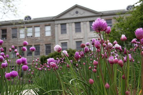 Flowering Chives in Front of the Quinn Building