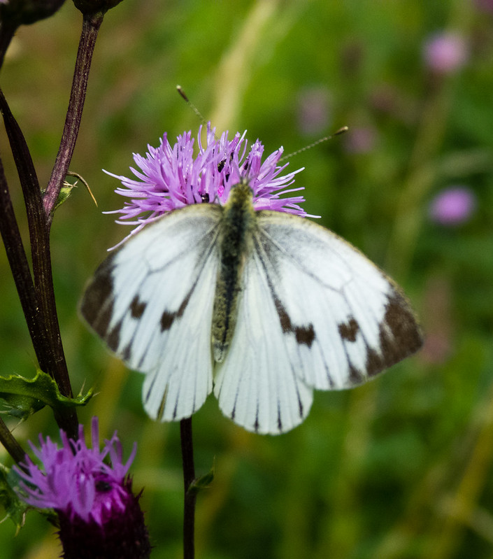 Small white butterfly on thistle