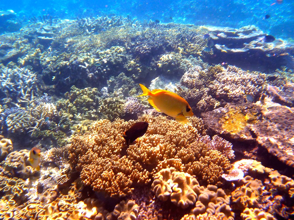 great barrier reef september 2013 | Aspect-12 | Flickr