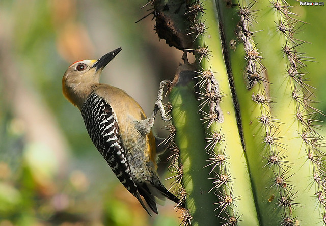 Woodpecker in San Juan del Sur, Nicaragau