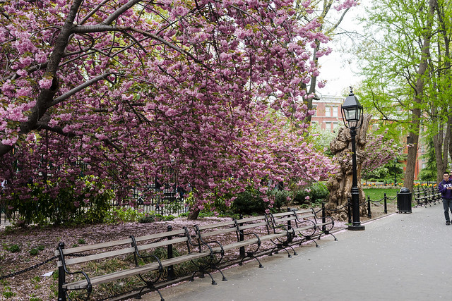 Blossoms in Washington Square Park