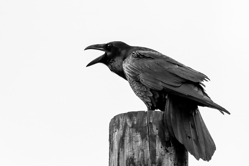 Quoth the Raven “Nevermore.”