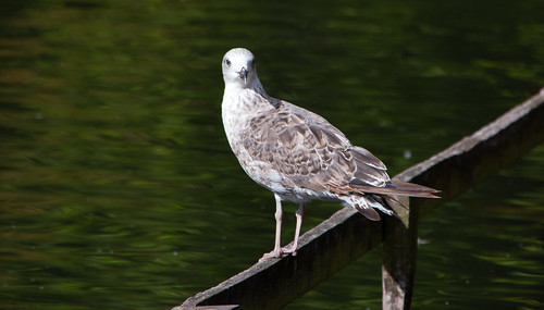 Juvenile lesser black-backed gull