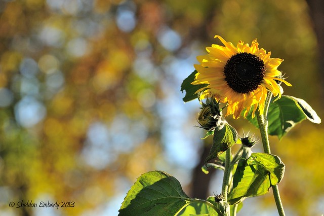 Sunflower Bokeh