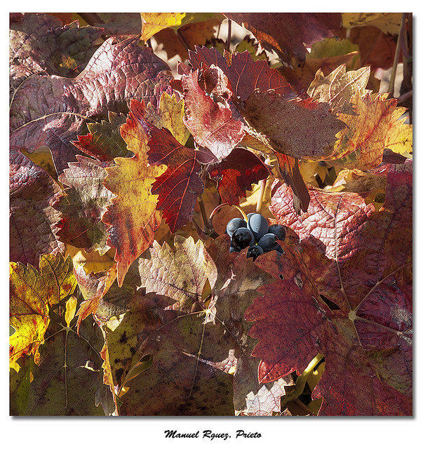Detalle de viñedo en otoño