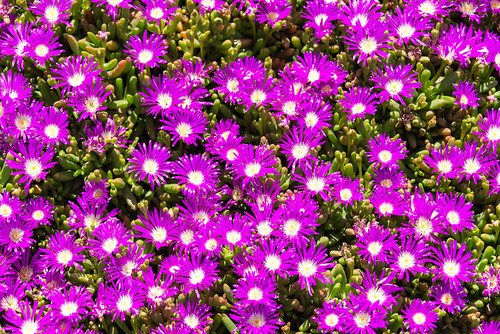 plant flower texture nikon australia westernaustralia stoneflower pigface d600 2013 nikond600 disphymacrassifolium nikonfx roundleavedpigface sandygully