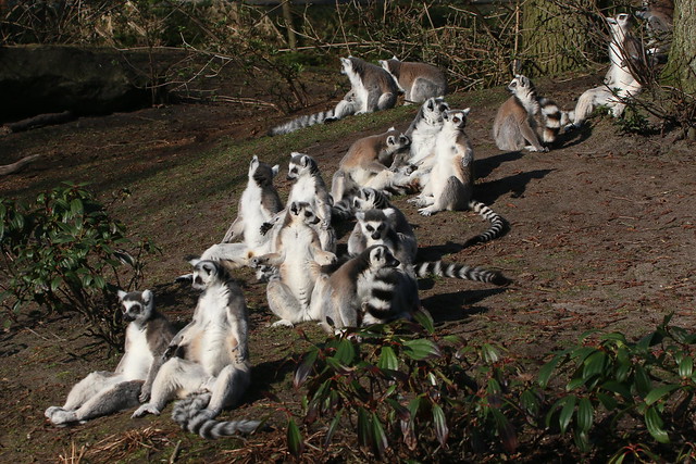 Ring Tailed Lemurs Sun-bathing