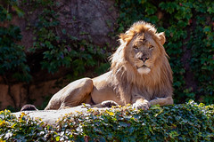 lion 3 - Lincoln Park Zoo, Chicago.jpg