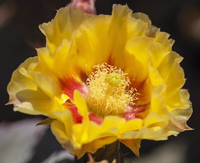 Yellow Cactus Flower, Prickly Pear