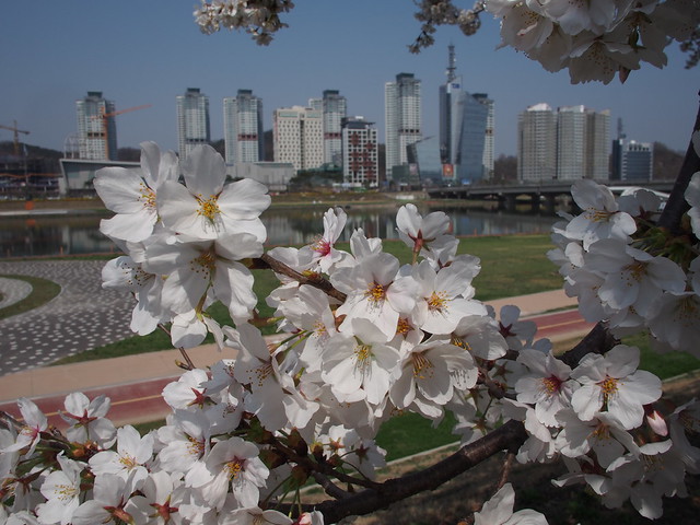 Cherry Blossoms-City-Daejeon-South Korea