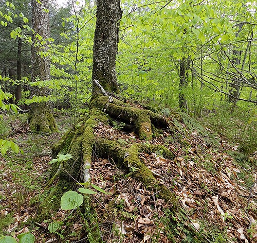 tree nature landscape mongauppond catskills монгауп willowemocwildforest livingstonmanor ny катскильскиегоры катскилл outdoor