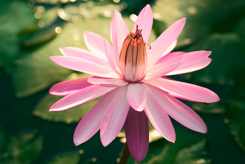 abstract aquatic background beautiful beauty bloom blossom close color detail elegance flora flower lily lotus natural nature petal pink plant romance romantic sacred single top tropical up view water tambonkhlonghok changwatpathumthani thailand th