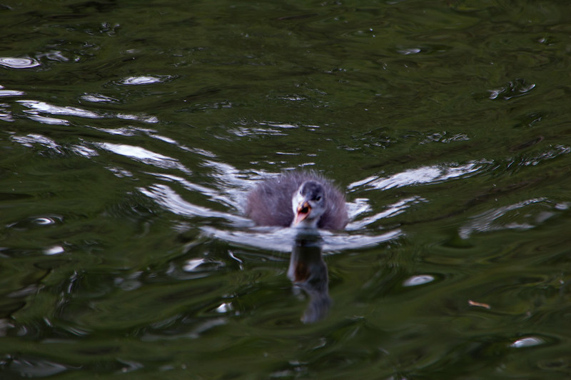 Coot chick, West Park
