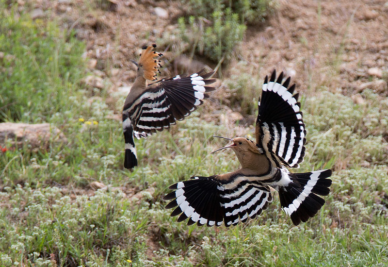 Hoopoe - the battle continued.....