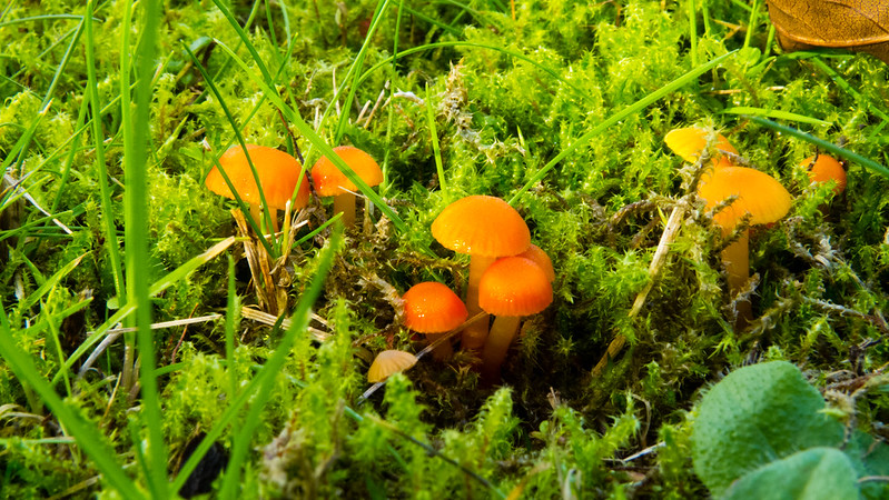 Tiny yellow-orange waxcap