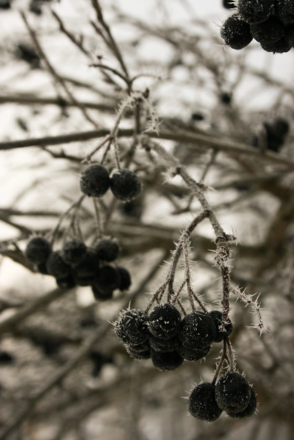 frozen chokeberry - #Flickr12Days