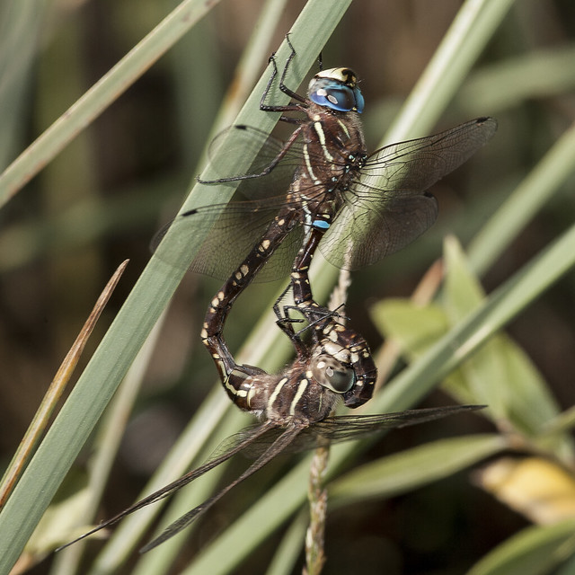 20140115_7654_1D3-400 Dragonfly mating wheel (SH 53)