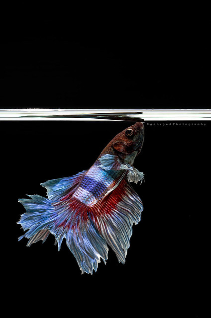 Fighting Fish : Clipping path included
