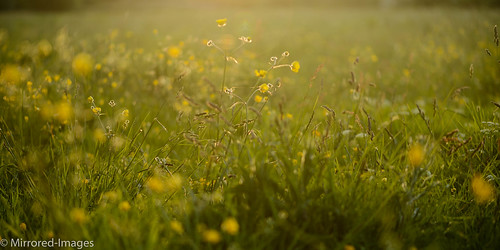 flowers light colour flora wildflowers northyorkshire backlighting eveninglight buttercups
