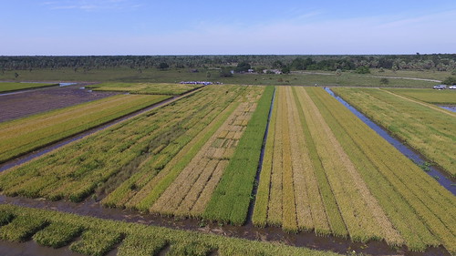 chaco argentina arroz pacú sustentanbilidad rice