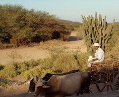 Oxen and cart with firewood - Yunta y carreta con leña entre Huazantlán del Rio y San Mateo del Mar, Región Istmo, Oaxaca, Mexico
