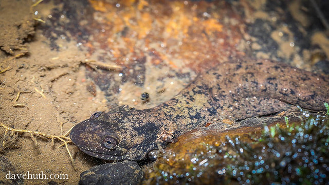 A big ol' crusty Blackbelly Salamander (Desmognathus quadramaculatus)