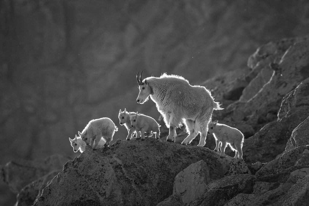 Backlit Mountain Goats | The mountain goats (Oreamnos americ… | Flickr