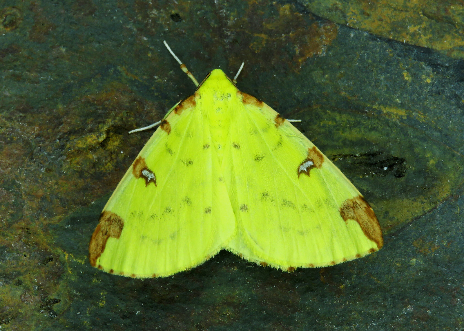 70.226 Brimstone Moth - Opisthograptis luteolata