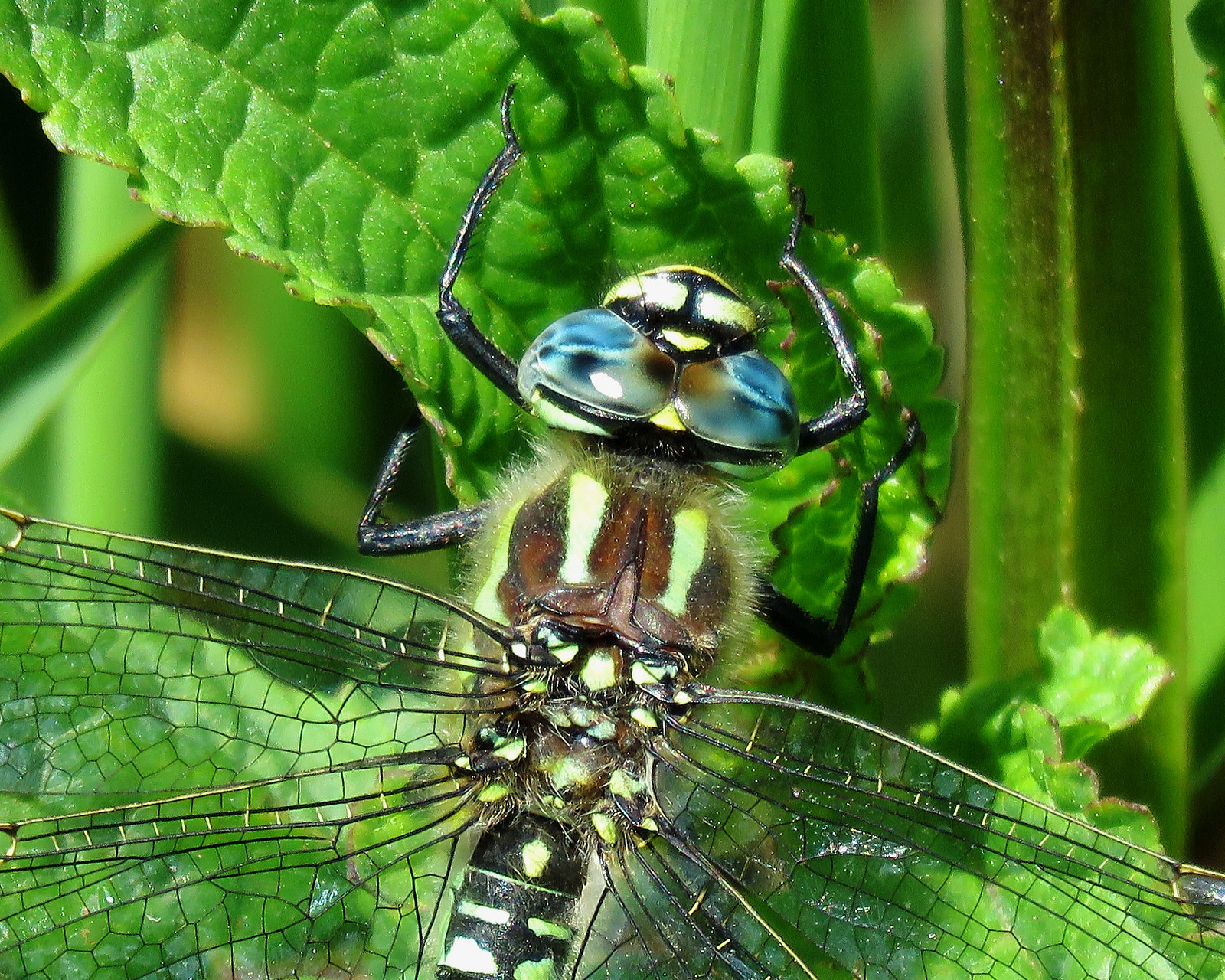 Hairy Dragonfly - Brachytron pratense