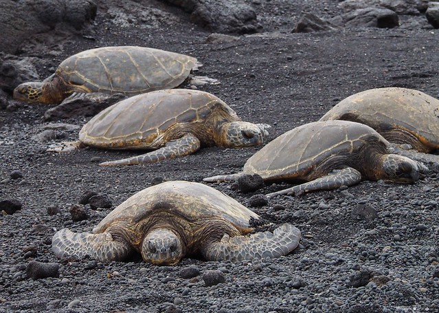 Green Sea Turtles on lava beach