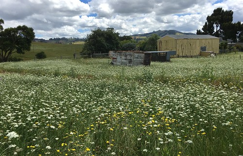 landscape newzealand pokeno white photography ngairehart rural timber farm shed paddock field daisies summer wildflowers meadow iphone exploreunexplored