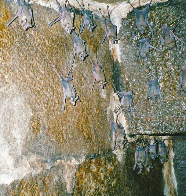 Greater mouse-tailed bat (Rhinopoma microphyllum), Humayun's Tomb, Delhi