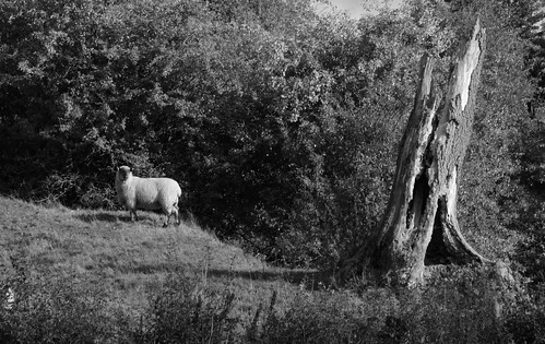 uk england blackandwhite monochrome canon sheep lincolnshire wolds countrysidelandscape