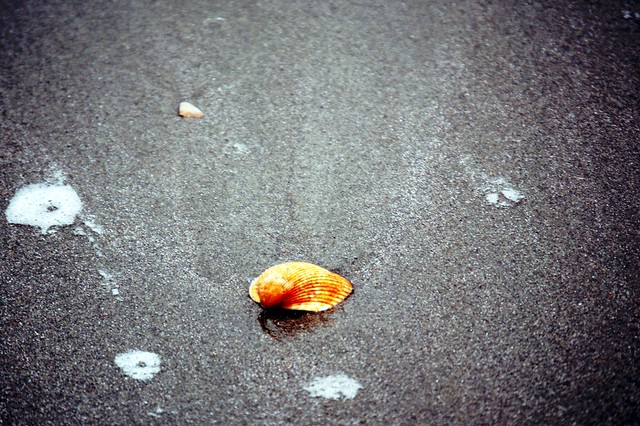 Lonesome Shell Washed Ashore
