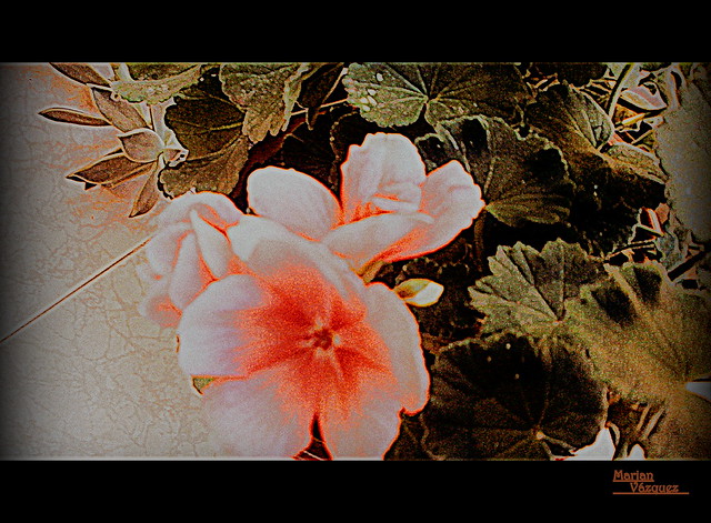 _Geránio_  (flores de mi patio)
