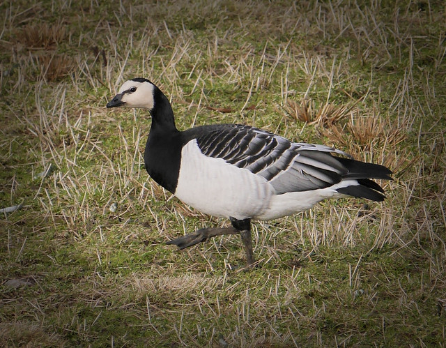 goose stepping out