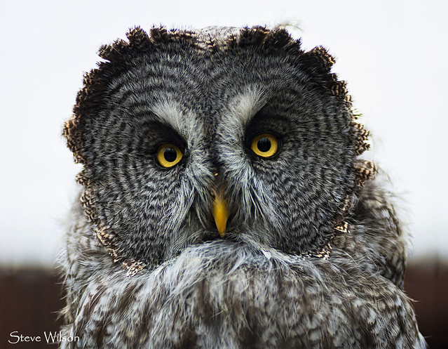 Beautiful Great Grey Owl